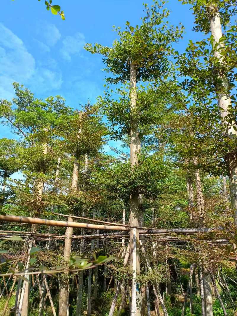 小叶榄仁，10--20公分，4---7米。普宁苗木基地，