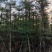 小叶榄仁，10--20公分，4---7米。普宁苗木基地，