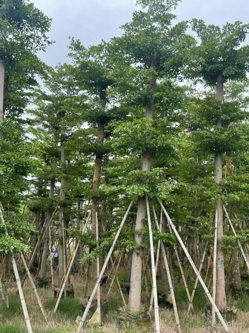小叶榄仁，10--20公分，4---7米。普宁苗木基地，