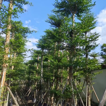 小叶榄仁，10--20公分，4---7米。普宁苗木基地，