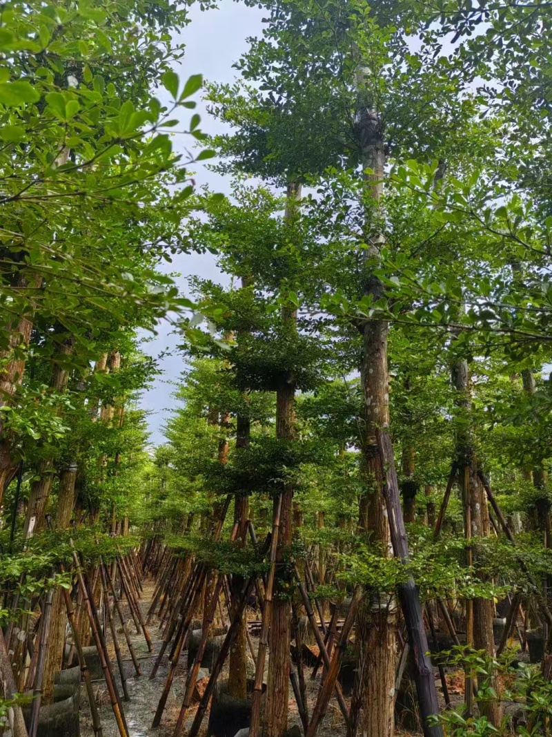 小叶榄仁，10--20公分，4---7米。普宁苗木基地，
