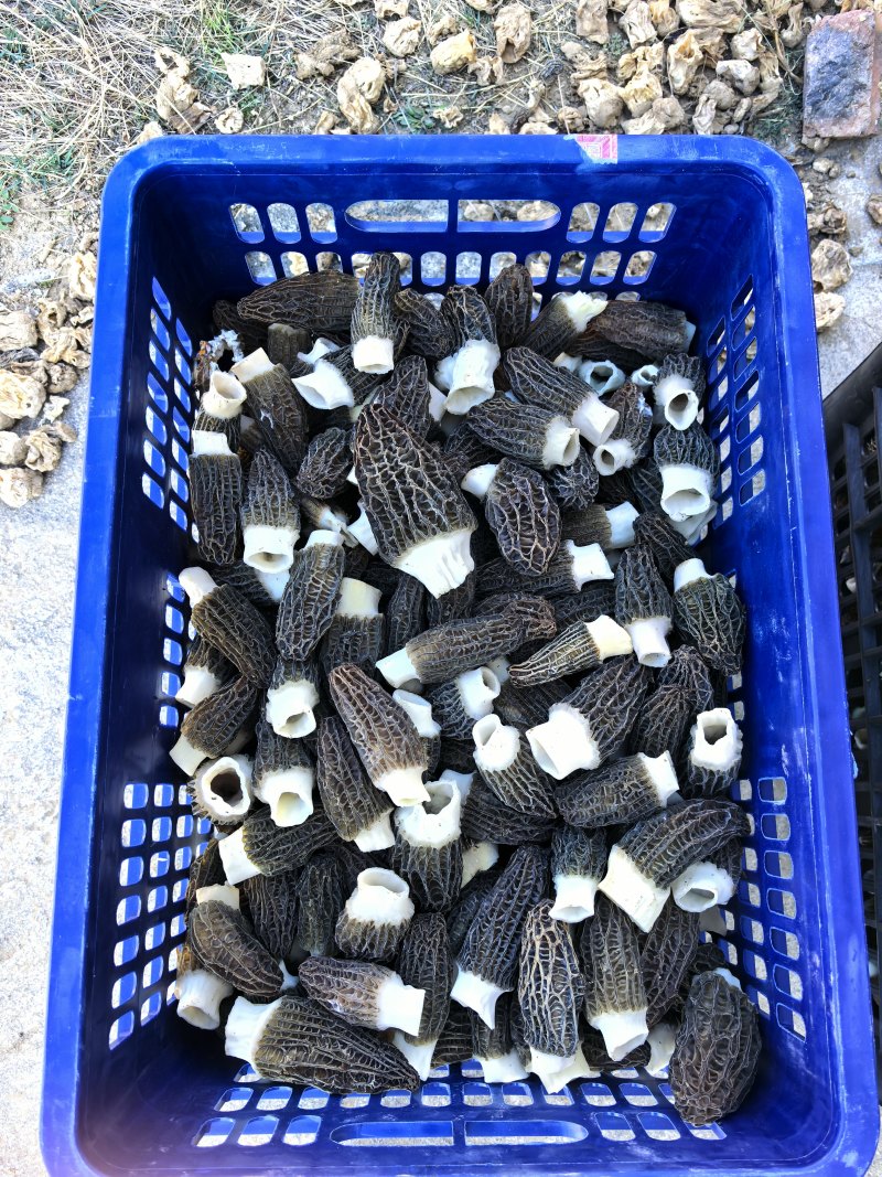 内蒙古呼和浩特草原羊肚菌新鲜上市，质优量大，欢迎老板进店