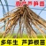 芦笋苗基地，大小苗都有，电商苗，金蝉养殖等