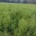 芦笋苗基地，大小苗都有，电商苗，金蝉养殖等