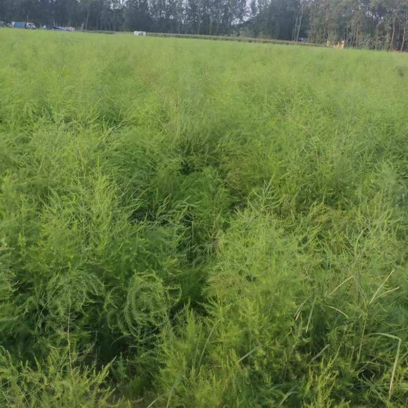 芦笋苗基地，大小苗都有，电商苗，金蝉养殖等