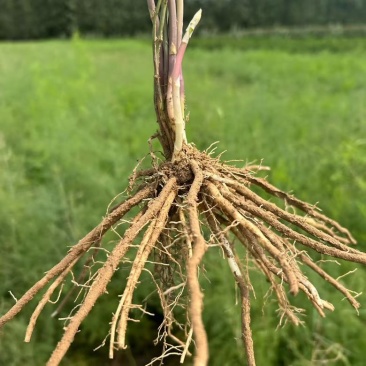 芦笋苗基地，大小苗都有，电商苗，金蝉养殖等
