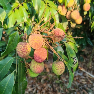 桂花香荔枝