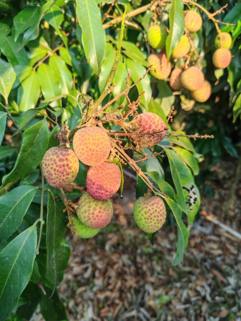 桂花香荔枝