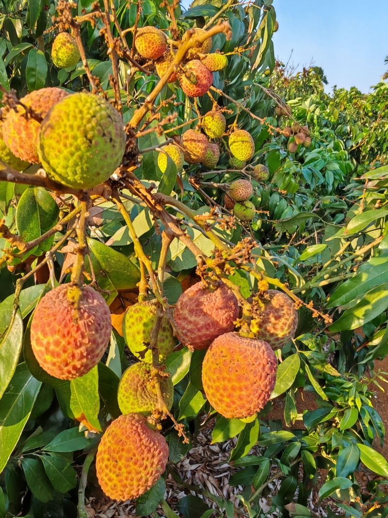 桂花香荔枝