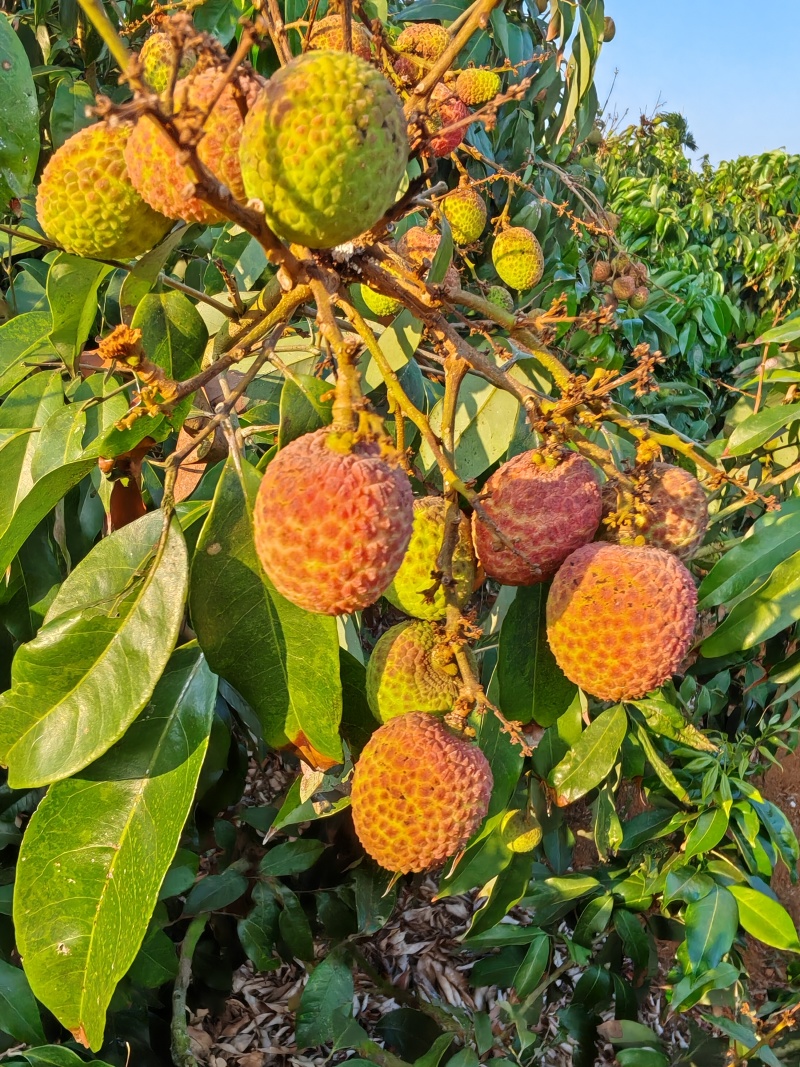 桂花香荔枝