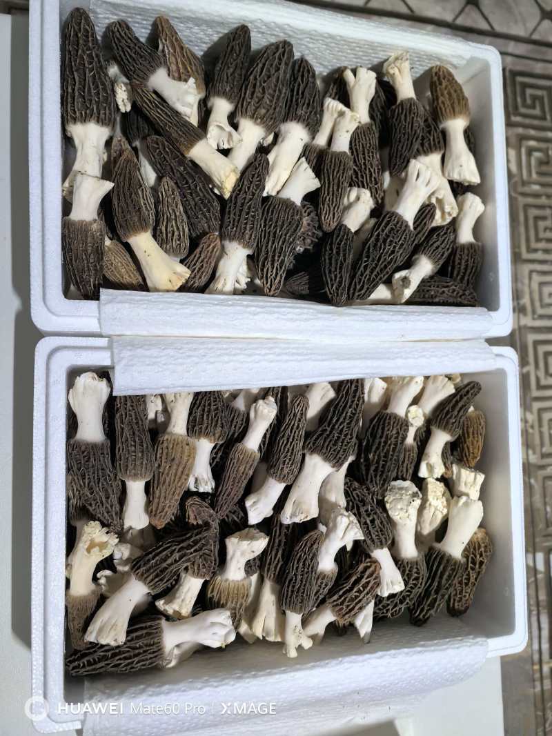 新鲜羊肚菌