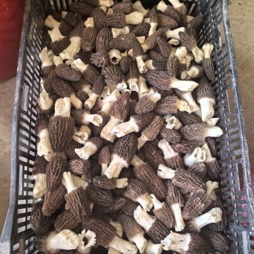 新鲜羊肚菌