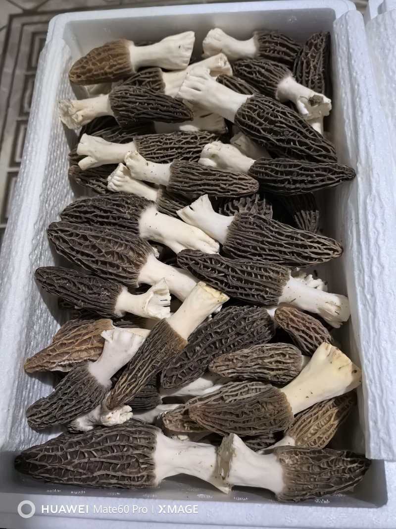 新鲜羊肚菌