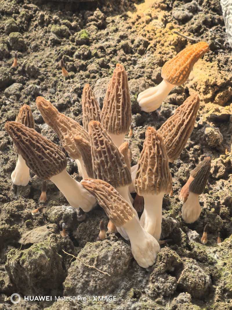 新鲜羊肚菌