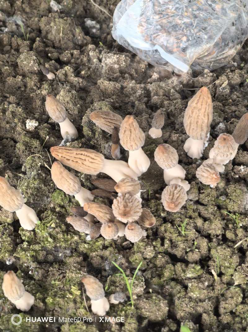 新鲜羊肚菌