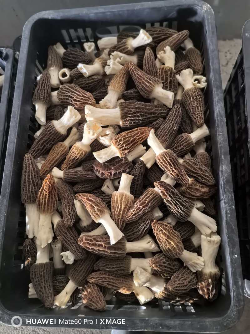 新鲜羊肚菌大量上市了！