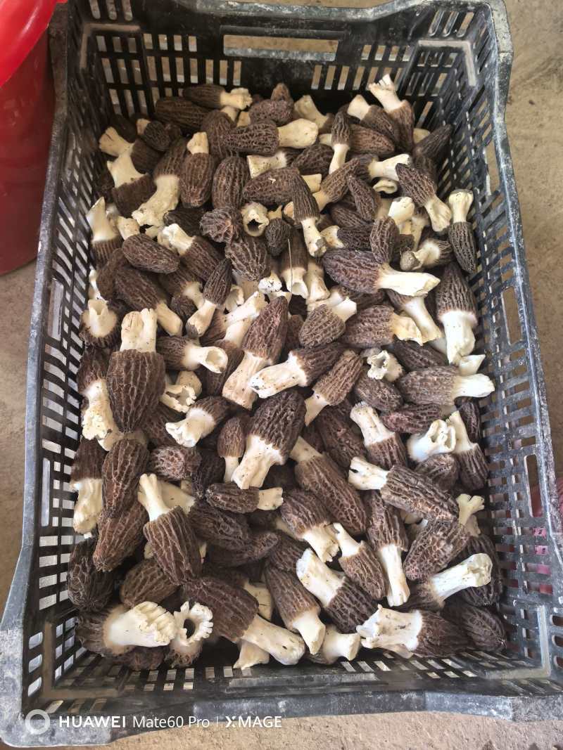 新鲜羊肚菌大量上市了！