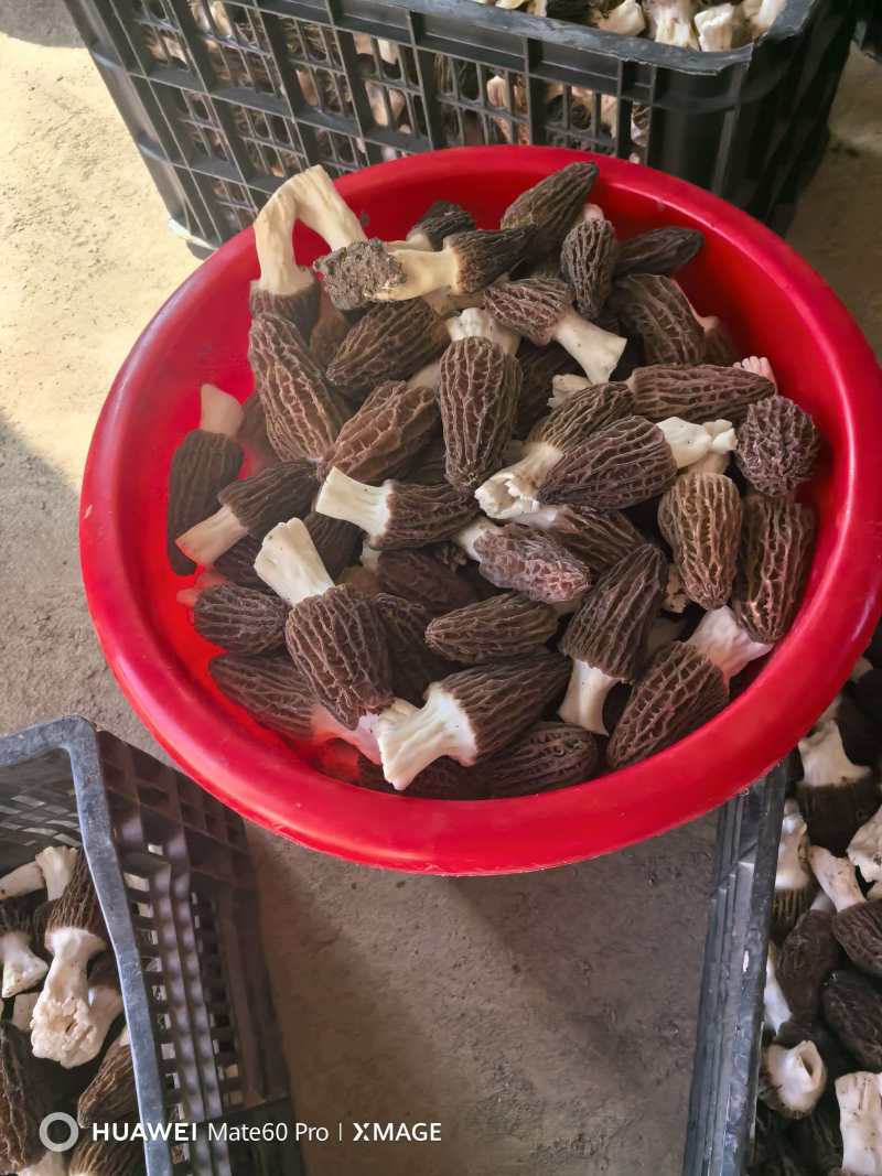 新鲜羊肚菌大量上市了！