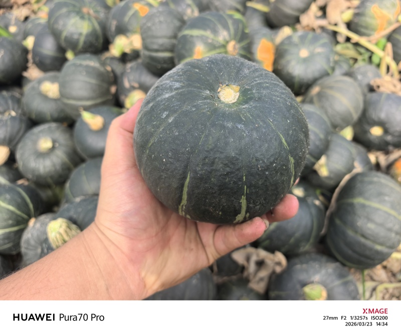 贝贝南瓜电商货4两起，粉糯香甜无筋丝，正宗贝贝南瓜，