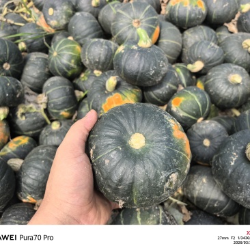 贝贝南瓜电商货4两起，粉糯香甜无筋丝，正宗贝贝南瓜，