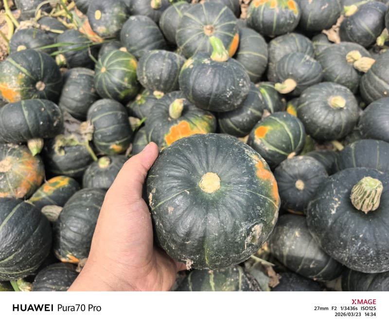 贝贝南瓜电商货4两起，粉糯香甜无筋丝，正宗贝贝南瓜，