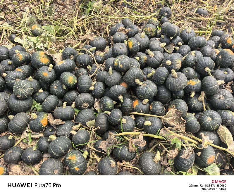 贝贝南瓜电商货4两起，粉糯香甜无筋丝，正宗贝贝南瓜，