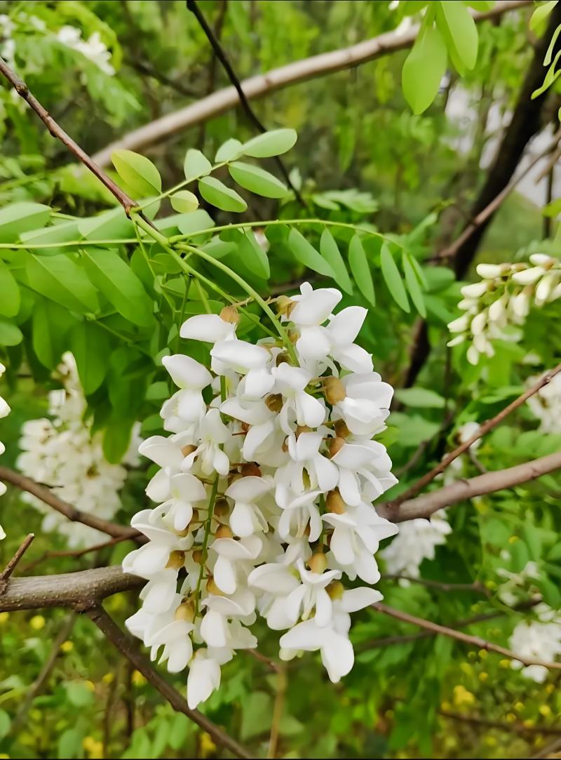 洋槐花