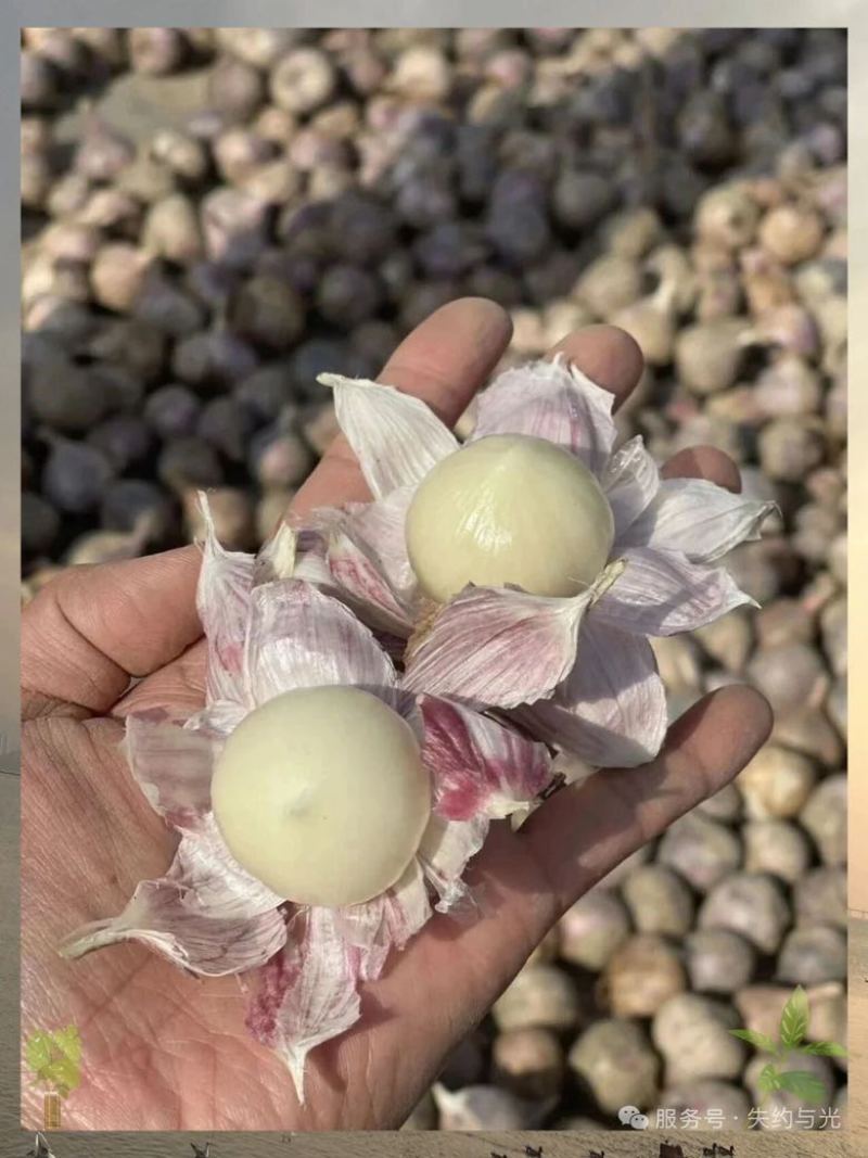 辽宁独头紫皮大蒜