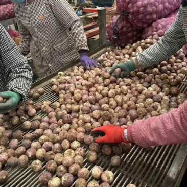 辽宁独头紫皮大蒜