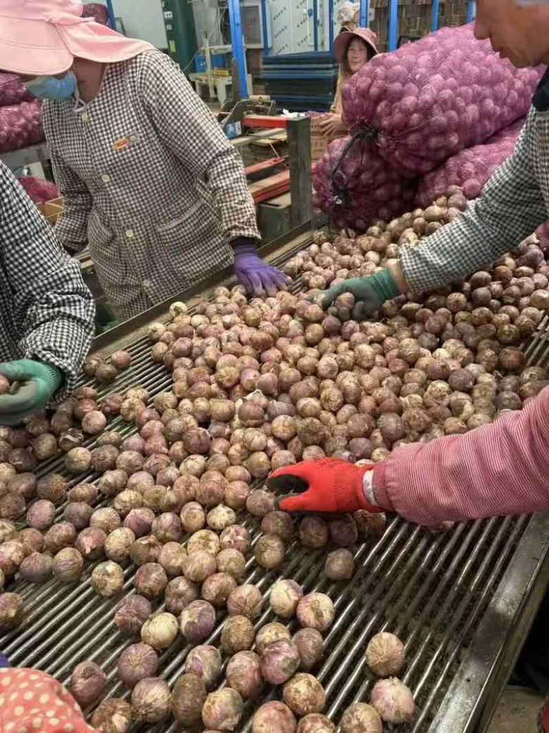 辽宁独头紫皮大蒜