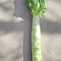 青松