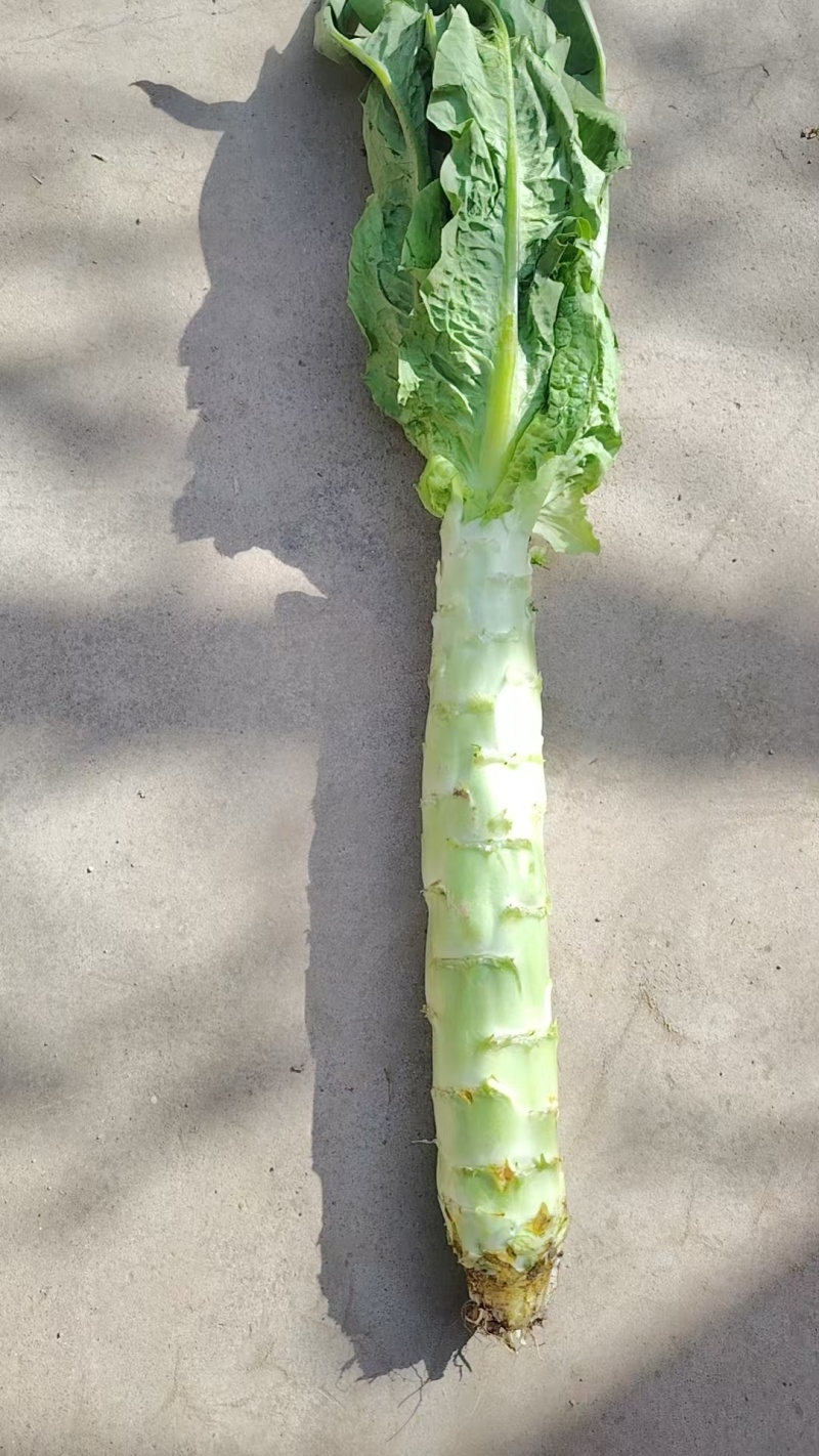 青松