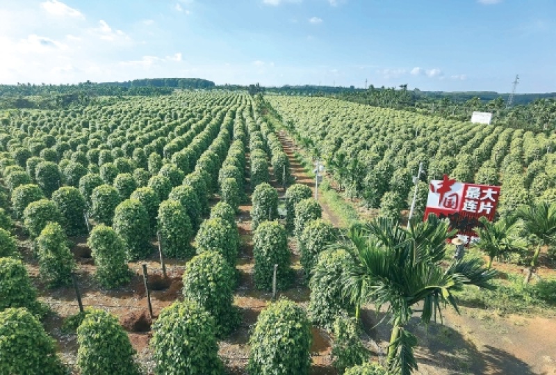 大坡白胡椒大量现货海南产地批发颗粒均匀香料专用