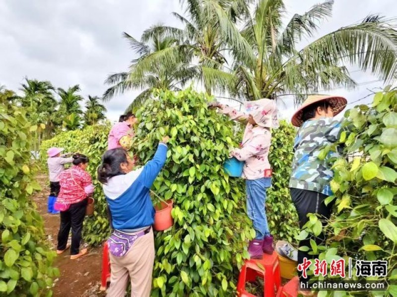 大坡白胡椒大量现货海南产地批发颗粒均匀香料专用
