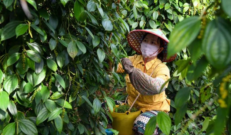 大坡白胡椒大量现货海南产地批发颗粒均匀香料专用