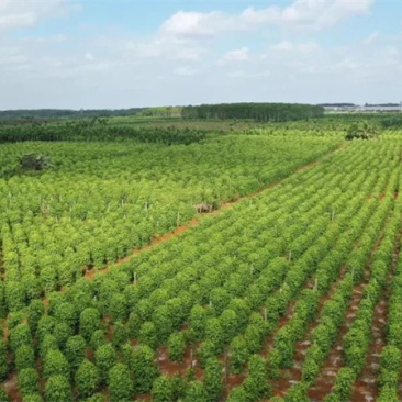 大坡白胡椒大量现货海南产地批发颗粒均匀香料专用