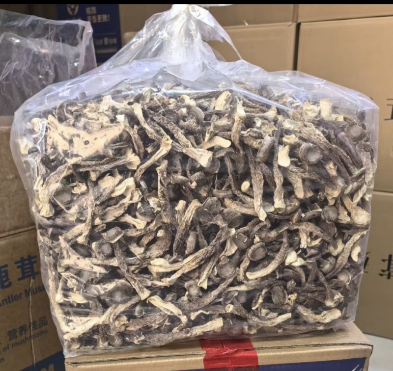 高品质鹿茸菇十斤一箱当季新货质量好