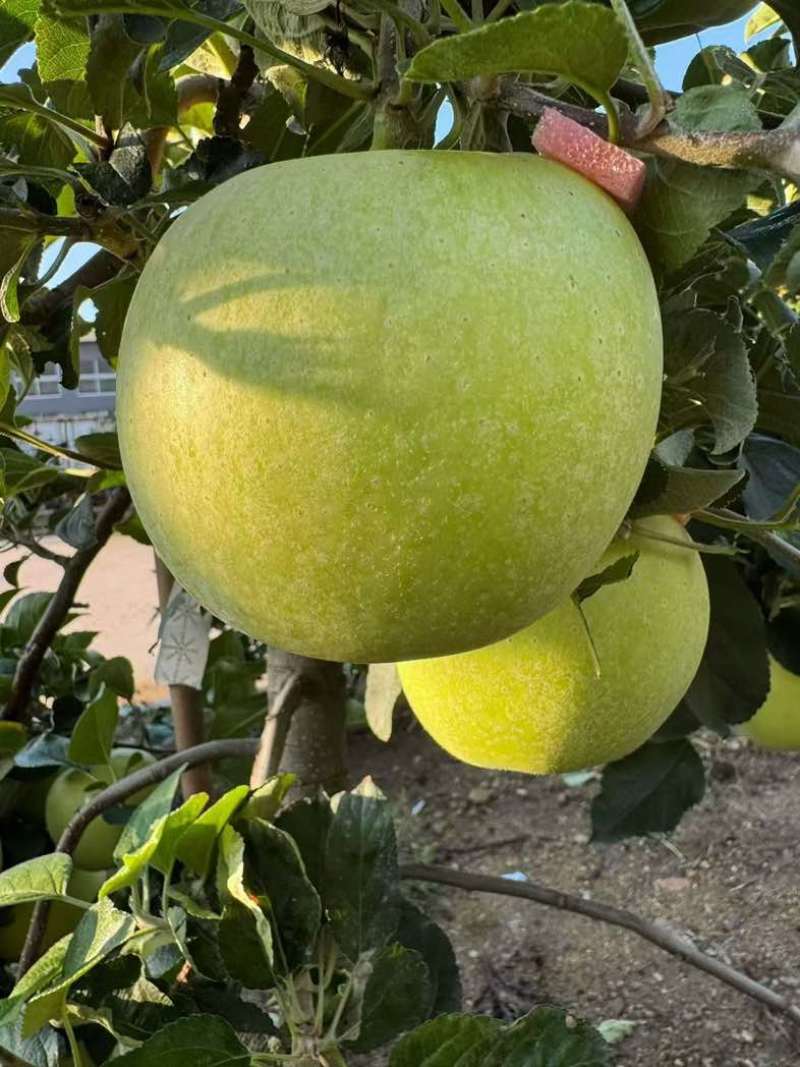 山东荣成爱妃和王林苹果