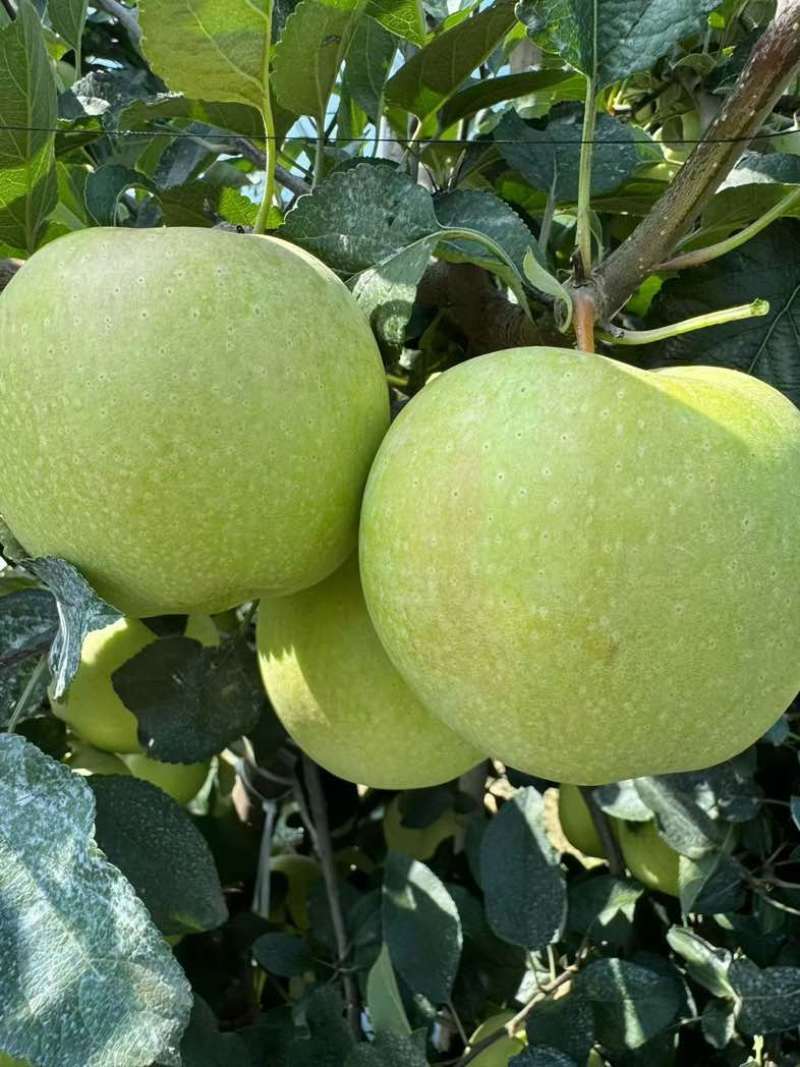 山东荣成爱妃和王林苹果