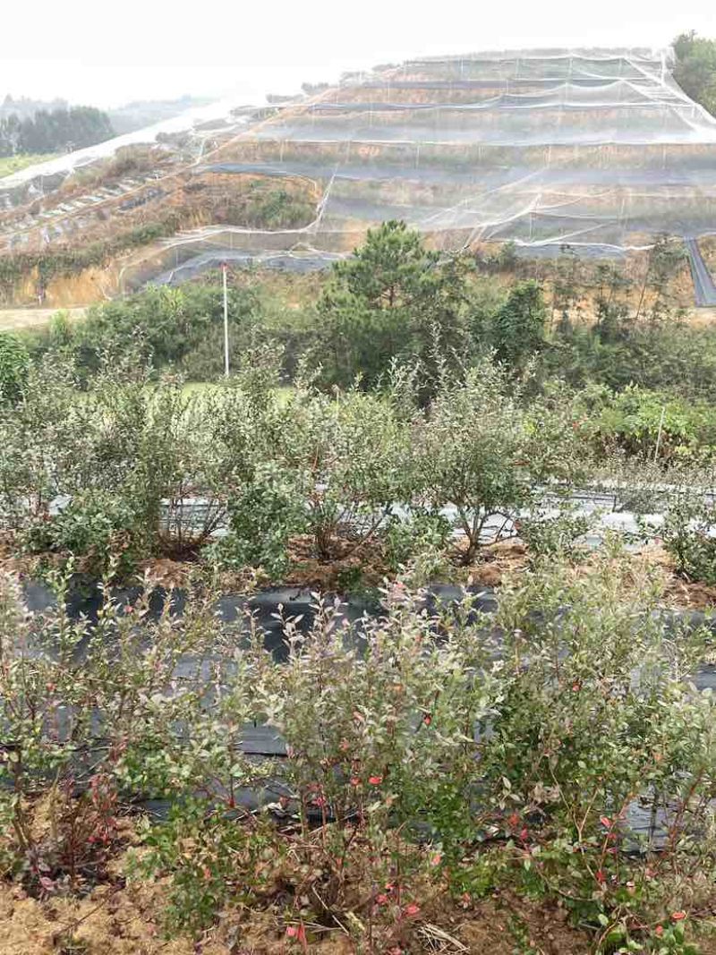 南宁地栽野地蓝莓-蓝美1号-鲜果-冻果