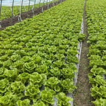 意大利生菜