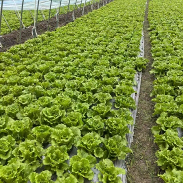 意大利生菜