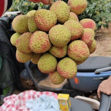 荔枝
