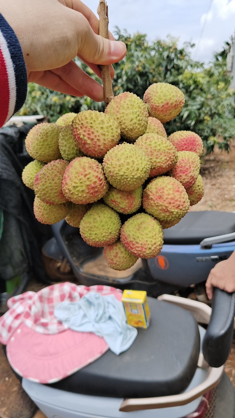 荔枝