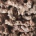 货源充足欢迎电话咨询选购纯野生的土茯苓