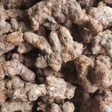 货源充足欢迎电话咨询选购纯野生的土茯苓