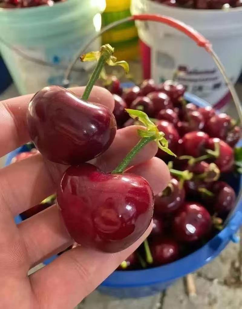 美早大樱桃