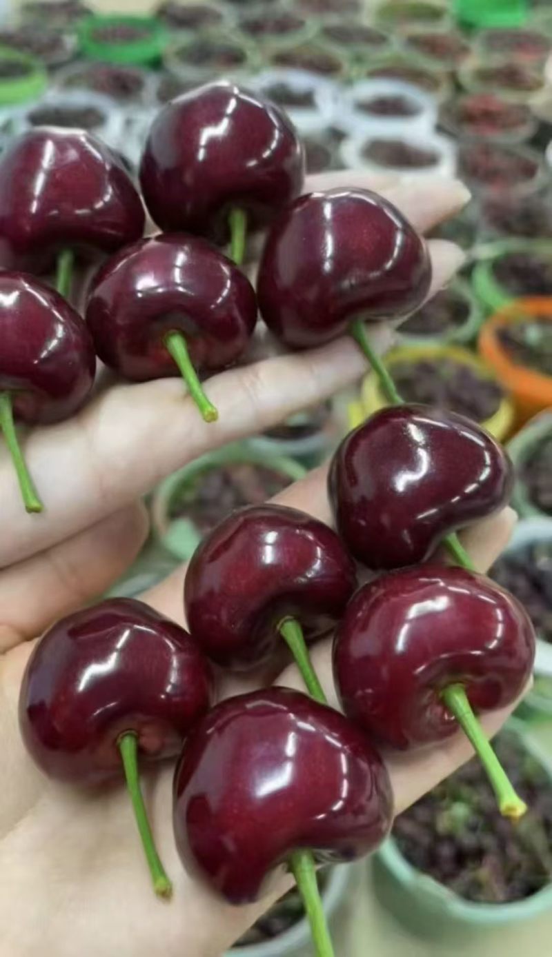 美早大樱桃