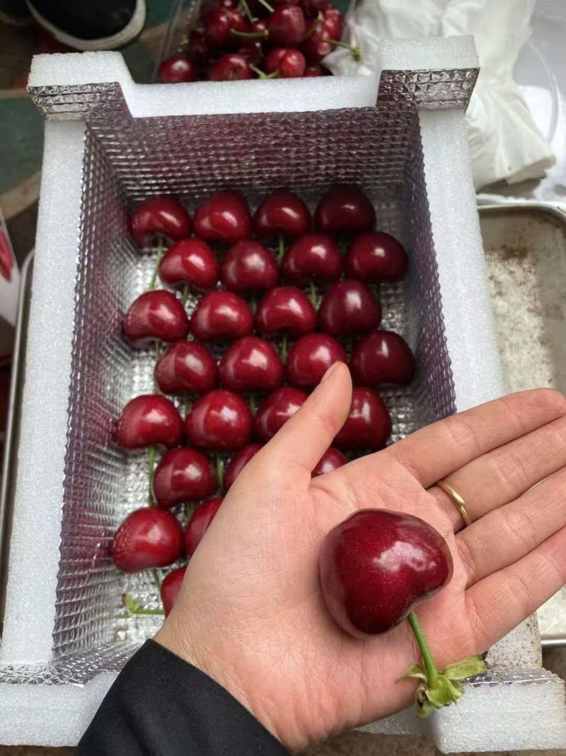 美早大樱桃