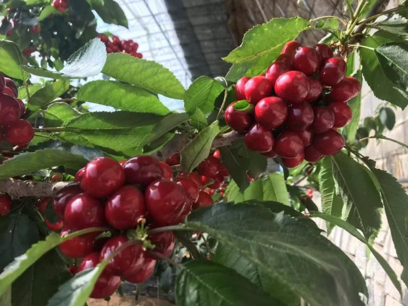 美早大樱桃